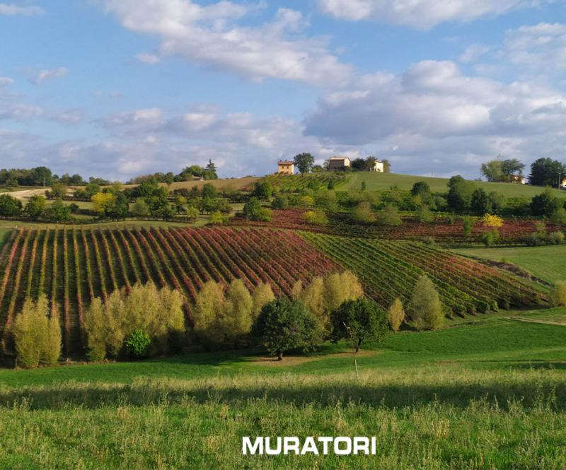 Macchine per la cura del verde | Muratori Spa